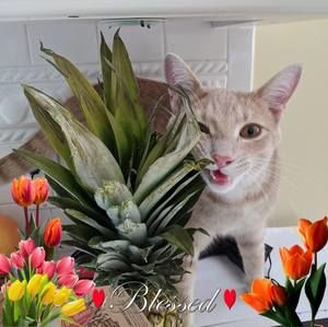 Meet your Posher, Brenda